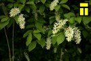 “Kolnasāta” 18. majā – Latgolys tomati i GORS
