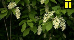 “Kolnasāta” 18. majā – Latgolys tomati i GORS