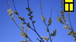“Kolnasāta” 4. majā sveic Latveju svātkūs