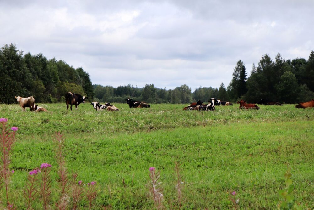 “Azaru stygys” pīzeimis Nr.2: Sprūgu azars–atpyutys vīta “Pie dīķa”